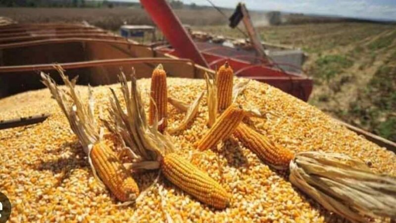 BRASIL EN CAMINO DE CONVERTIRSE EN EL MAYOR PROVEEDOR DE MAÍZ