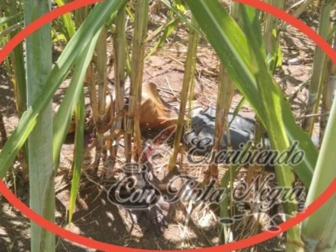 ENCUENTRAN A PAREJA PUTREFACTA