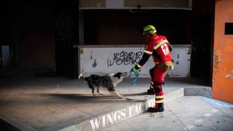 CRUZ ROJA ABRIRÁ ESCUELA PARA ENTRENAR A PERROS RESCATISTAS