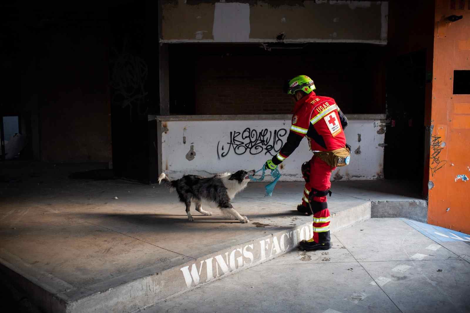 CRUZ ROJA ABRIRÁ ESCUELA PARA ENTRENAR A PERROS RESCATISTAS