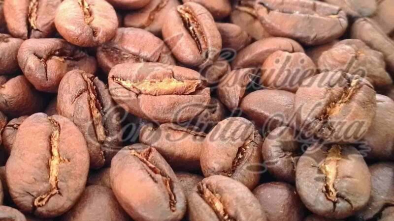 86 MARCAS DE CAFÉ VERACRUZANO SALEN AL MUNDO