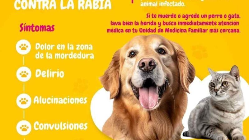 INFORMA IMSS SOBRE SÍNTOMAS DE RABIA