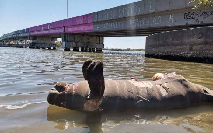 ENCUENTRAN MÁS DE 110 DELFINES MUERTOS EN EL AMAZONAS
