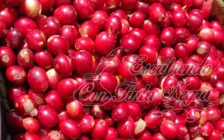 COSECHA DE CAFÉ ARRANCA CON PRECIOS DE BURLA