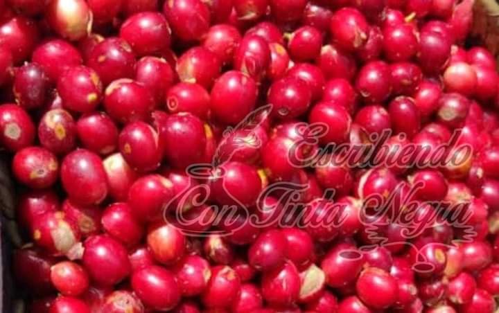 COSECHA DE CAFÉ ARRANCA CON PRECIOS DE BURLA