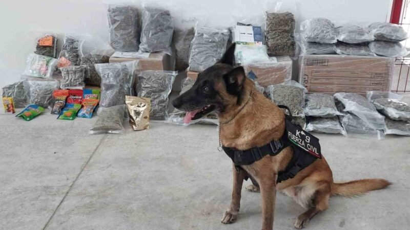 ASEGURA UNIDAD CANINA MÁS DE 17 KILOS DE MARIHUANA