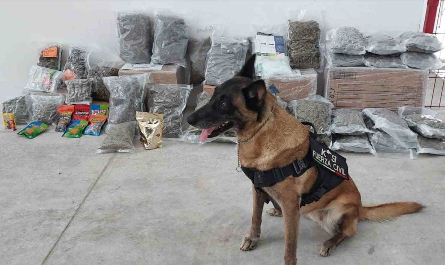 ASEGURA UNIDAD CANINA MÁS DE 17 KILOS DE MARIHUANA