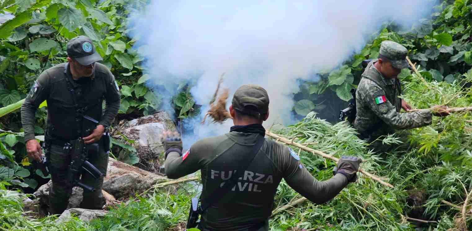 DESTRUYE FUERZA CIVIL Y SEDENA PLANTIOS DE MARIHUANA