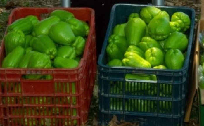 PRECIO DEL CHAYOTE, POR LOS SUELOS