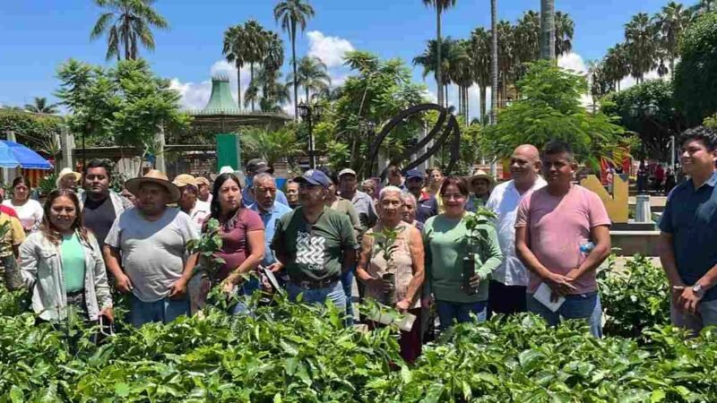 ENTREGAN PLANTA DE CAFÉ A PRODUCTORES DE IXHUATLÁN