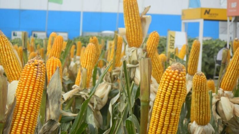 AUTORIZAN 3 VARIEDADES DE MAÍZ TRANSGÉNICO COMO ALIMENTO HUMANO EN EUROPA