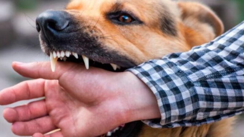 DETECTAN UN CASO DE RABIA HUMANA EN PERÚ