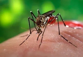 SUMAN 9 DECESOS POR DENGUE EN OAXACA