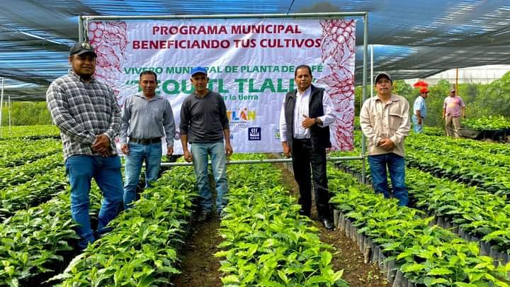 ENTREGAN PLANTA DE CAFÉ A PRODUCTORES