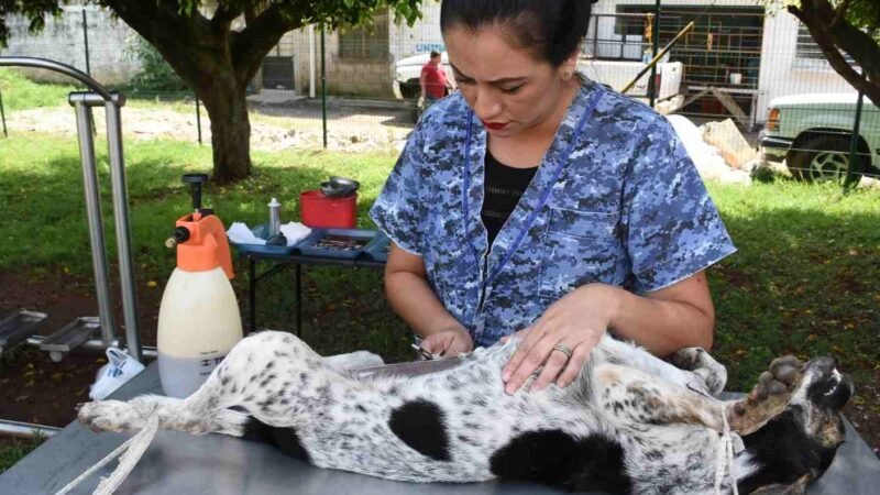 LLEVAN AUTORIDADES CAMPAÑA DE ESTERILIZACIÓN A LA COLONIA SAN JOSÉ
