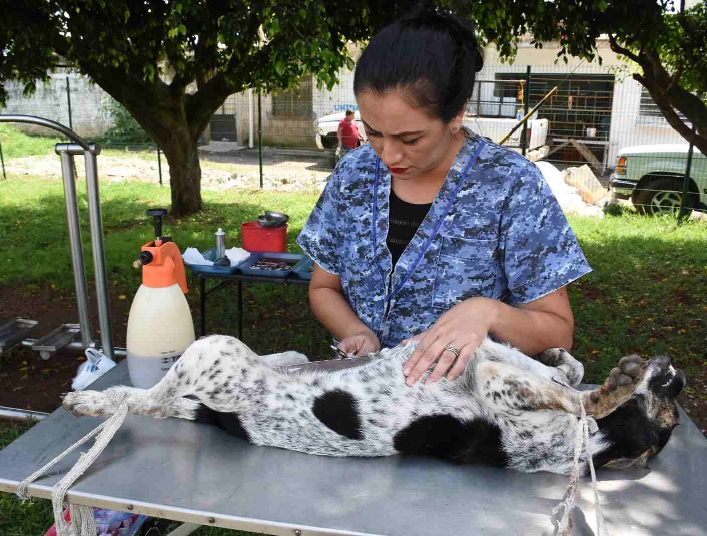 LLEVAN AUTORIDADES CAMPAÑA DE ESTERILIZACIÓN A LA COLONIA SAN JOSÉ