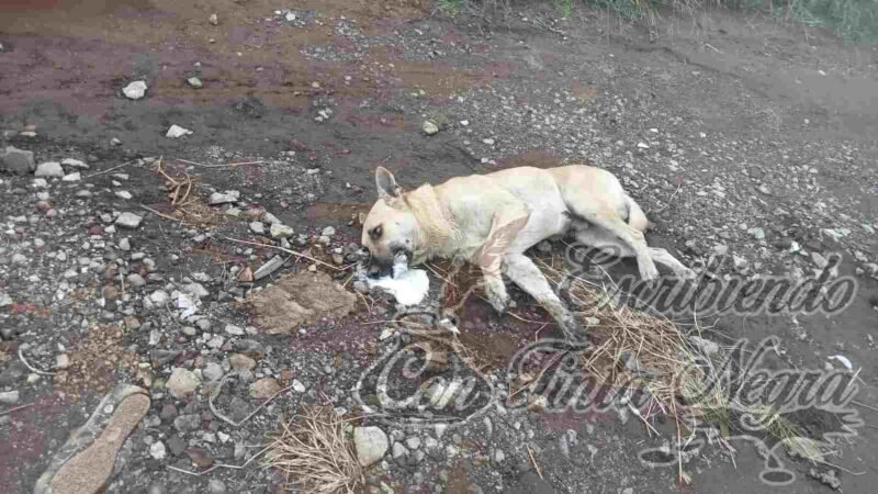 ENVENENAN PERROS EN HUATUSCO