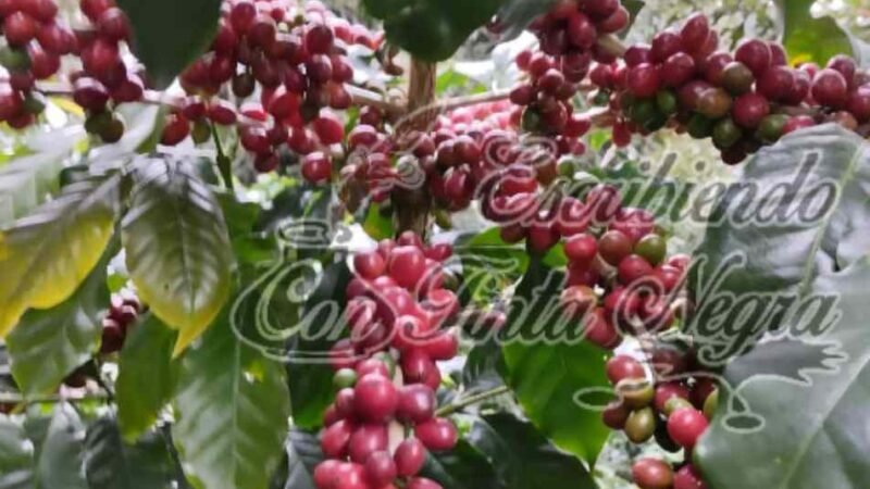 CAFETICULTORES, AL BORDE DE LA DESESPERACIÓN
