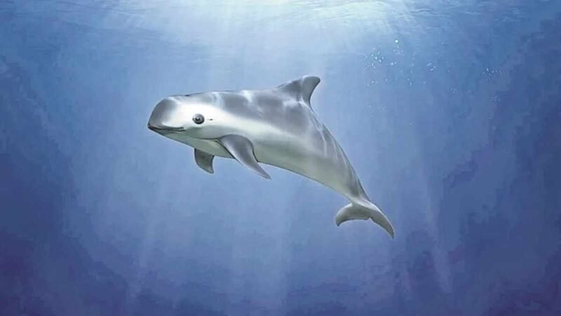 MÉXICO LIBRA EMBARGO PESQUERO POR CUIDADOS A VAQUITA MARINA