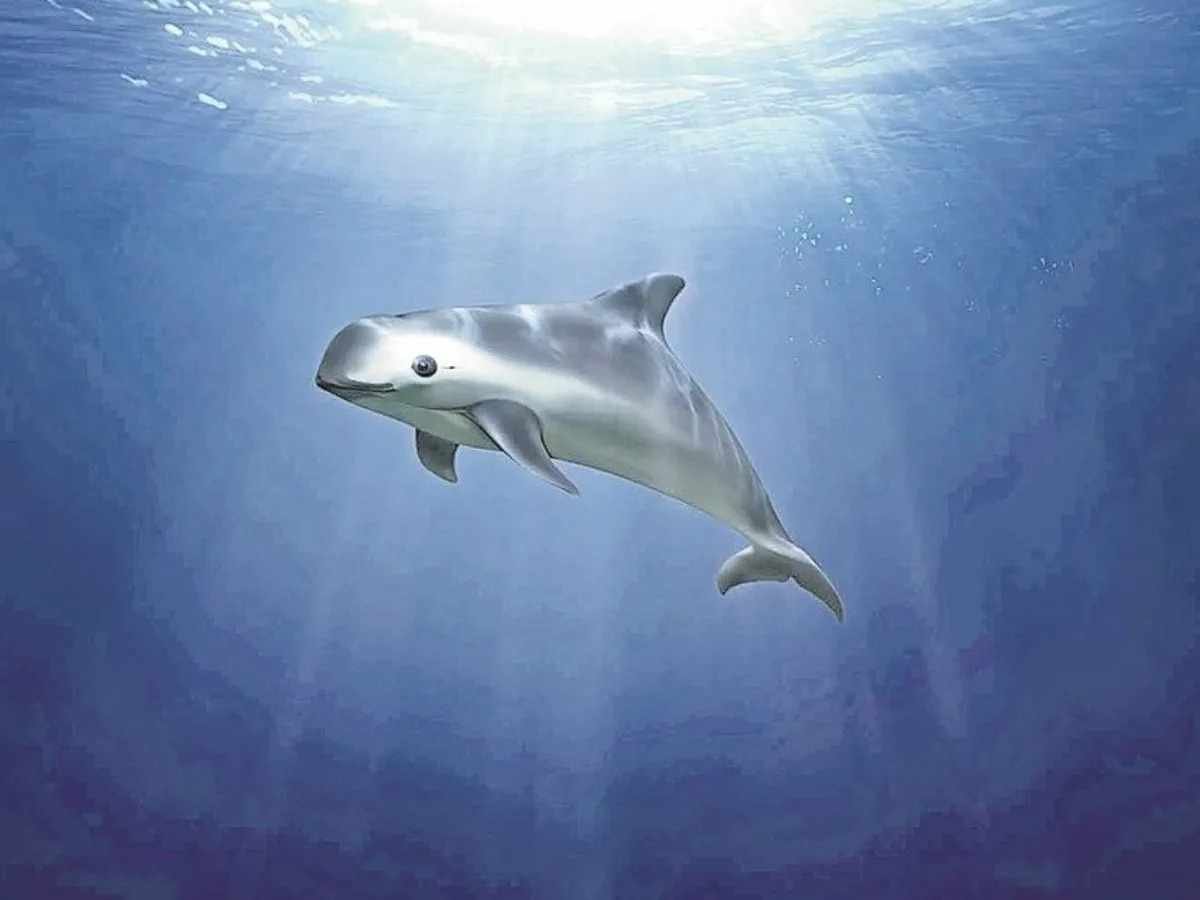 MÉXICO LIBRA EMBARGO PESQUERO POR CUIDADOS A VAQUITA MARINA