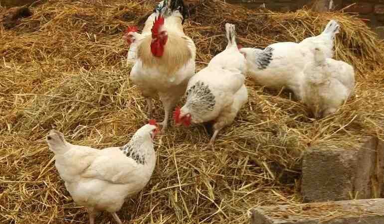 LEVANTAN CUARENTENA TRAS CASOS DE GRIPE AVIAR EN SONORA