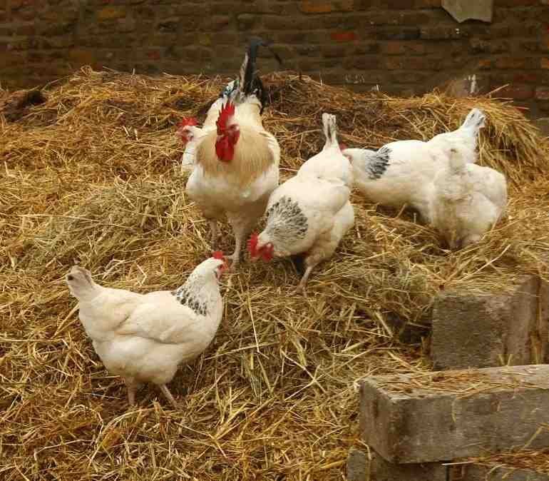 LEVANTAN CUARENTENA TRAS CASOS DE GRIPE AVIAR EN SONORA