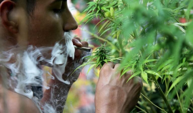 PREVÉN LEGALIZAR CULTIVO DOMÉSTICO Y POSESIÓN DE CANNABIS EN ALEMANIA