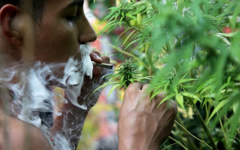 PREVÉN LEGALIZAR CULTIVO DOMÉSTICO Y POSESIÓN DE CANNABIS EN ALEMANIA