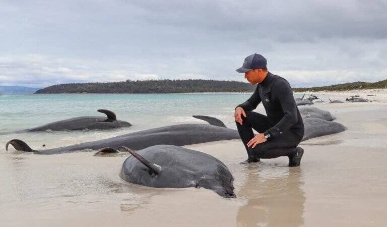MÁS DE 30 BALLENAS MUEREN EN UNA PLAYA DE AUSTRALIA