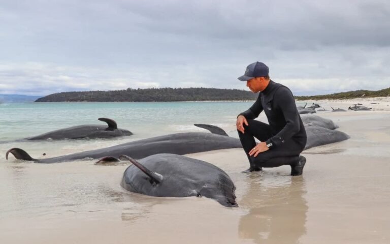 MÁS DE 30 BALLENAS MUEREN EN UNA PLAYA DE AUSTRALIA