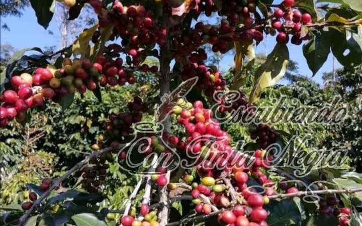 ‼️SE CAE EL CAFÉ‼️; NO HAY CORTADORES