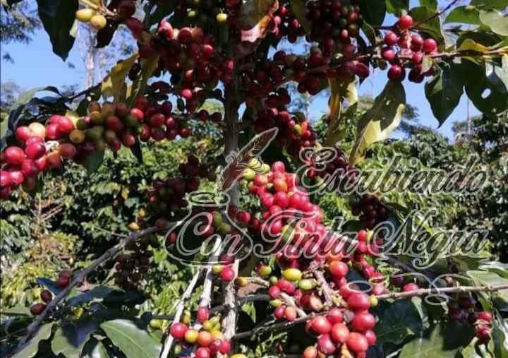 ‼️SE CAE EL CAFÉ‼️; NO HAY CORTADORES