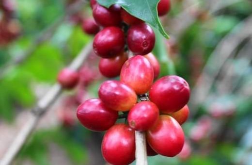 CLAMAN PRODUCTORES DE CAFÉ POR AYUDA