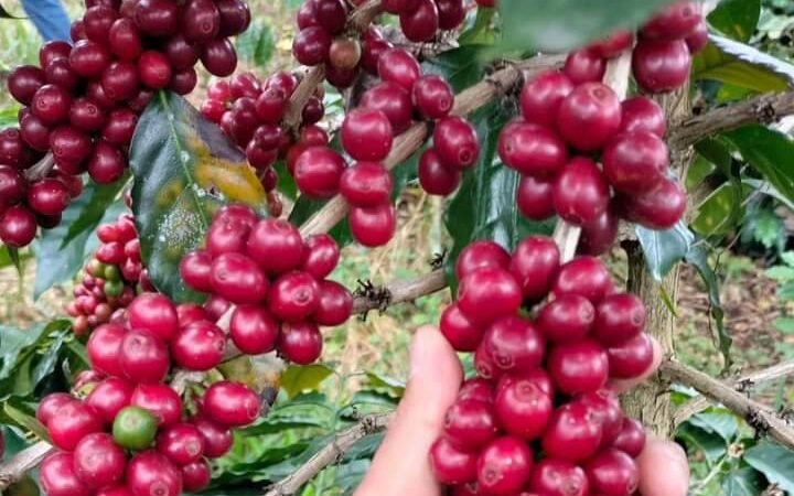PIDEN SEGURO DE COMPENSACIÓN PARA EL CAFÉ