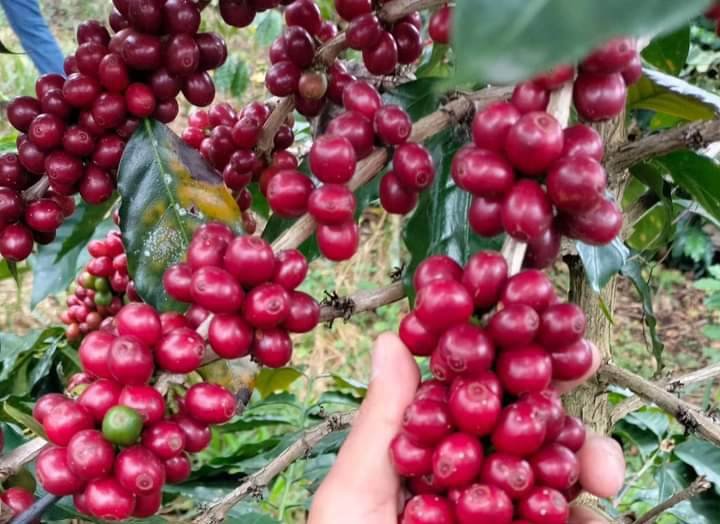 PIDEN SEGURO DE COMPENSACIÓN PARA EL CAFÉ
