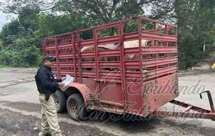 IMPLEMENTAN OPERATIVO CONTRA EL ROBO DE GANADO