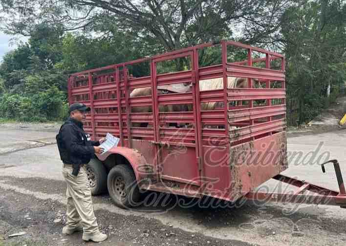 IMPLEMENTAN OPERATIVO CONTRA EL ROBO DE GANADO