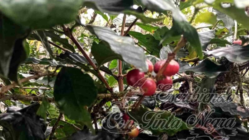 PRODUCTORES DE CAFÉ SE QUEDARÁN SIN APOYOS; NORA LAGUNES