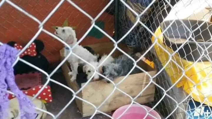 MUERE PERRO A CAUSA DEL USO EXCESIVO DE PIROTÉCNIA