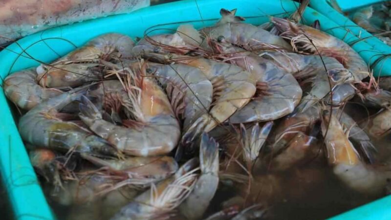 PROHÍBEN INGRESO A MÉXICO DE CAMARÓN DE GRANJA PROVENIENTE DE ECUADOR