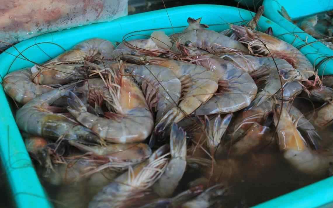 PROHÍBEN INGRESO A MÉXICO DE CAMARÓN DE GRANJA PROVENIENTE DE ECUADOR