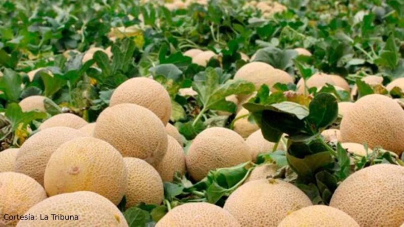 CANADÁ VINCULA CINCO MUERTES POR SALMONELLA A MELONES DE MÉXICO