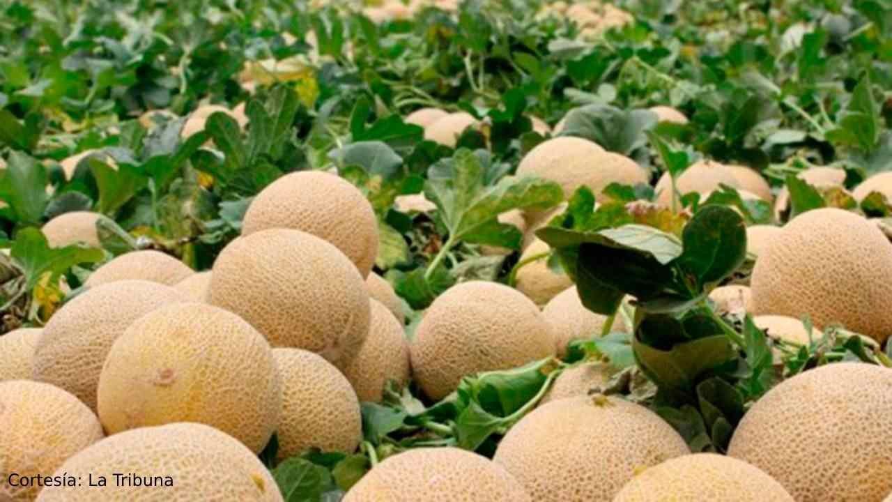 CANADÁ VINCULA CINCO MUERTES POR SALMONELLA A MELONES DE MÉXICO