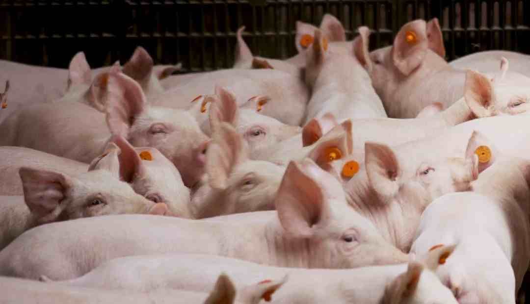SACRIFICARÁN MÁS DE 900 CERDOS POR BROTE DE PESTE PORCINA EN HONG KONG