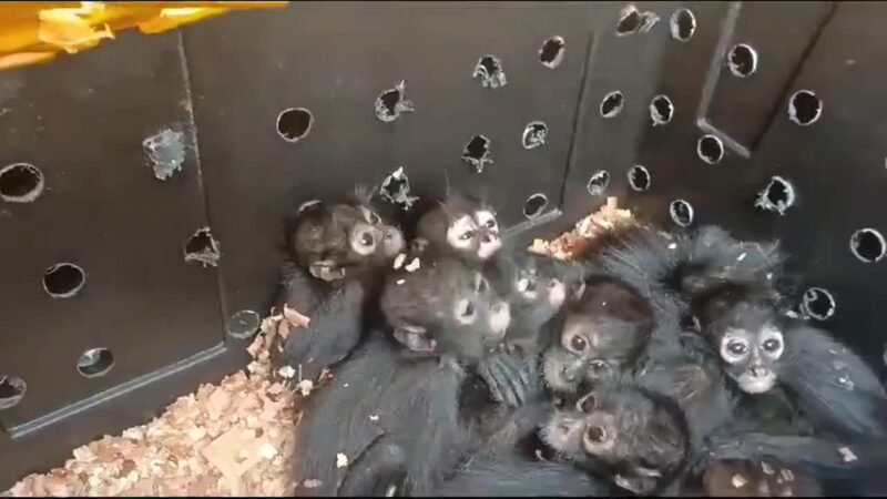 PROFEPA RESCATA 20 MONOS ARAÑA EN CHIAPAS