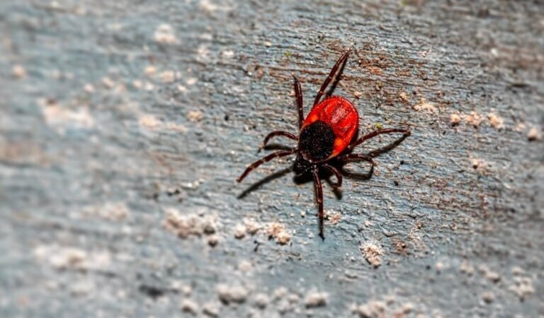 EU ALERTA A VIAJEROS PROCEDENTES DE MÉXICO POR ENFERMEDAD TRANSMITIDA POR GARRAPATAS