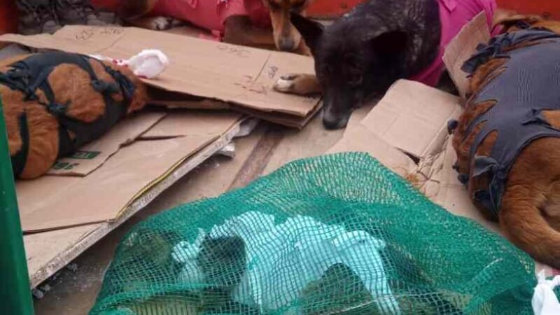 PROMUEVEN CAMPAÑA DE ESTERILIZACIÓN EN CALCAHUALCO