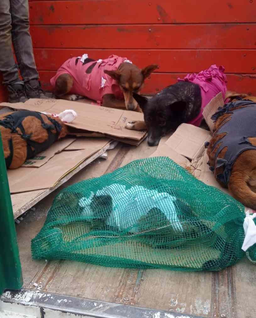 PROMUEVEN CAMPAÑA DE ESTERILIZACIÓN EN CALCAHUALCO