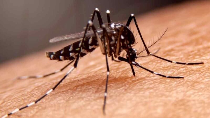 SUMAN 5 MILLONES DE CASOS DE DENGUE EN EL MUNDO; ADVIERTE OMS