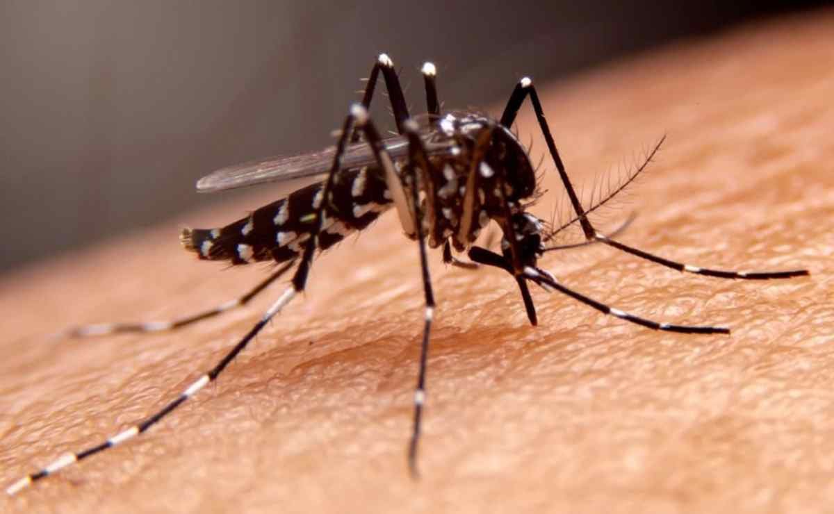 SUMAN 5 MILLONES DE CASOS DE DENGUE EN EL MUNDO; ADVIERTE OMS